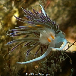 Swinging nudi by Yildirim Gencoglu 